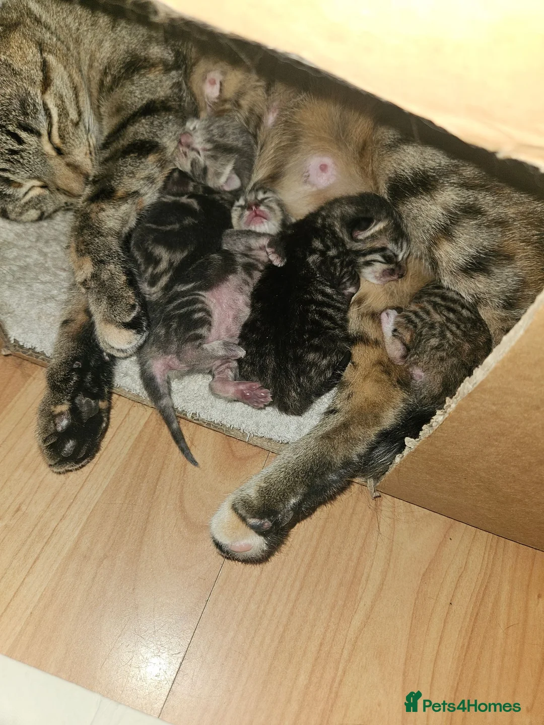 Mixed Breed cats for sale: 2 girls left  - Advert 1