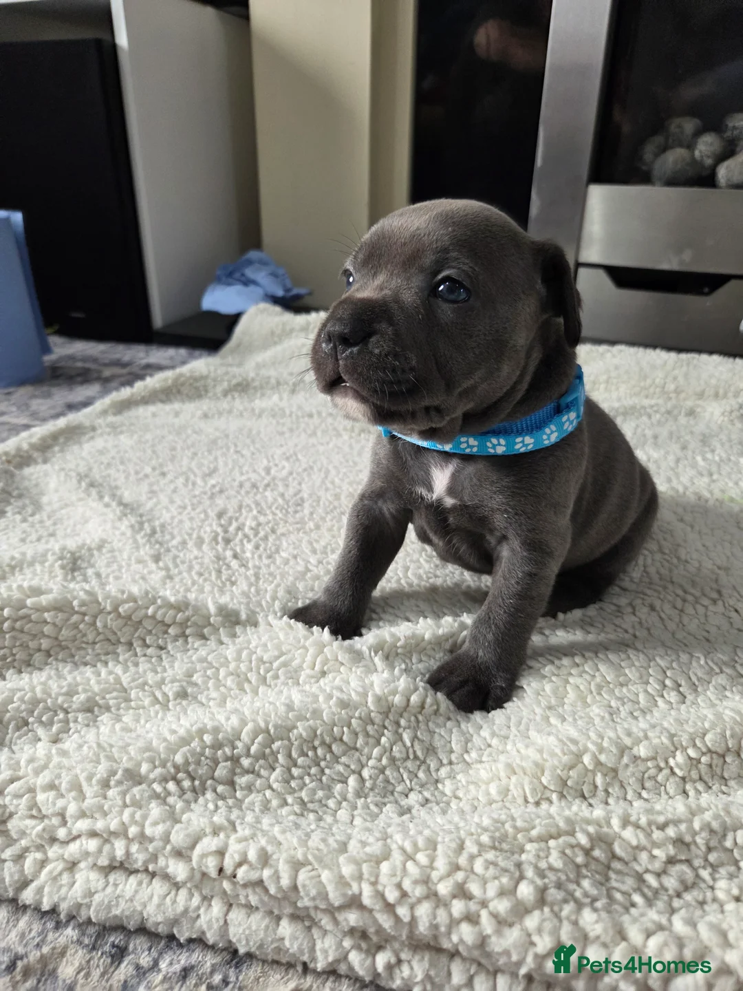 Staffordshire Bull Terrier dogs for sale: Staffordshire bull terrier blue-white - Advert 10