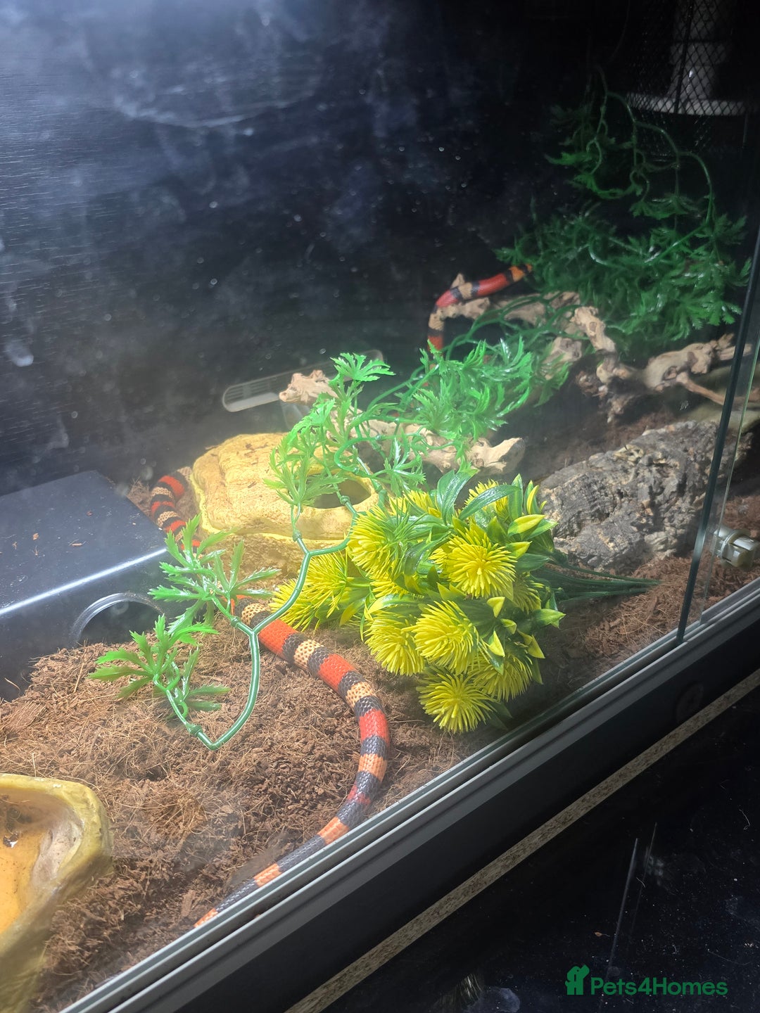 Milk Snake reptiles for sale: Milk snake with full set up  - Advert 4