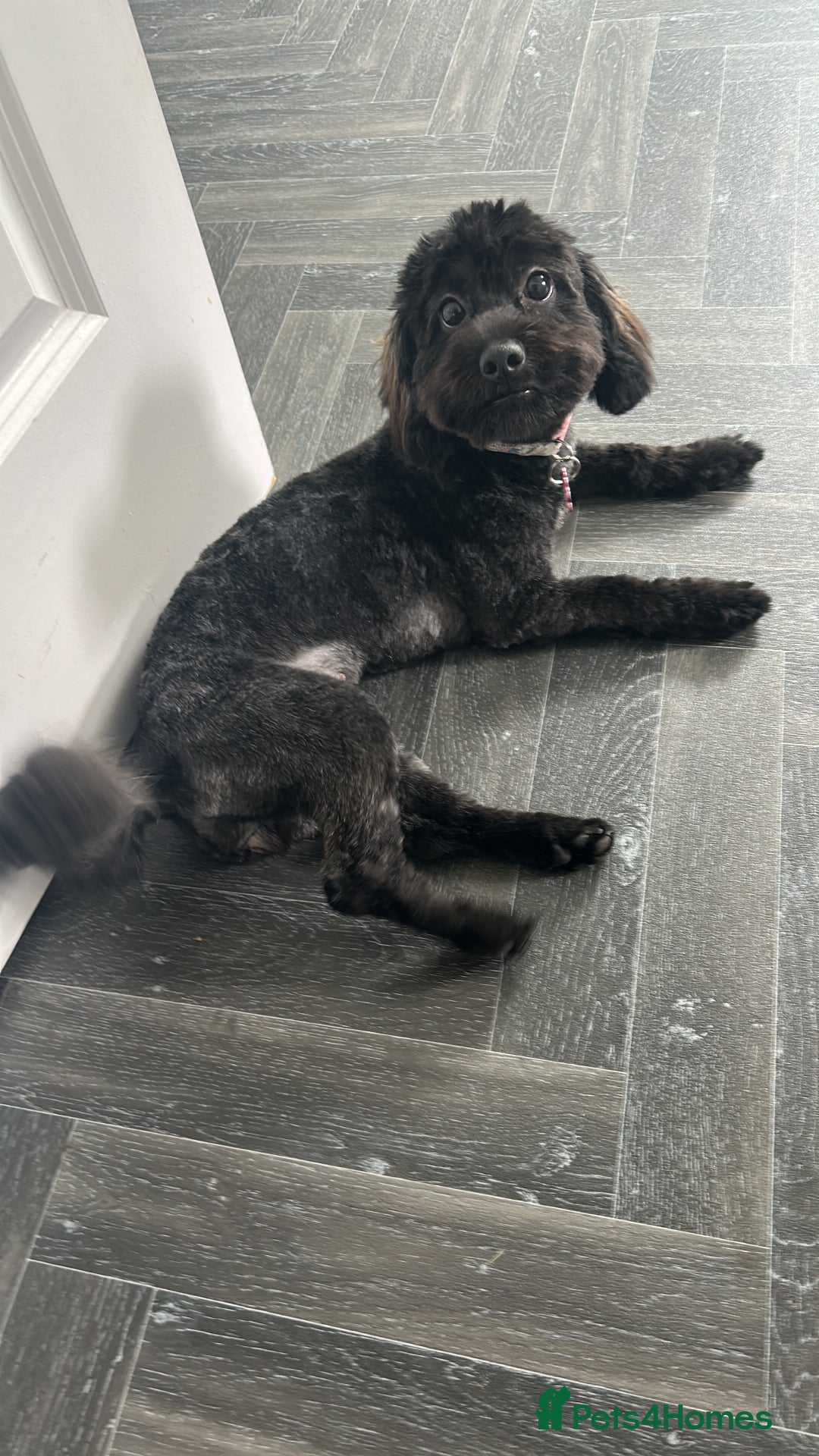 Lhasapoo dogs for sale: Phoebe - 1 year old Lhasapoo  - Advert 1