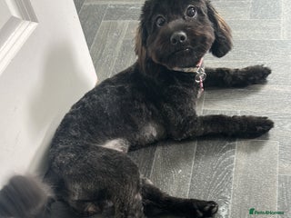 Lhasapoo dogs Phoebe - 1 year old Lhasapoo - Advert 1