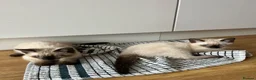Siamese cats for sale: 2 Beautiful Siamese Kittens 🐱❤️ - Advert 4