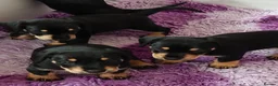 Mixed Breed dogs for sale: Adorable F1 Schnoxie puppies - Advert 11
