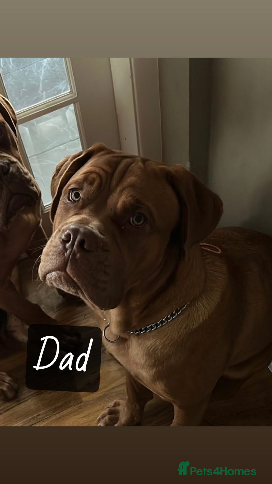 Dogue De Bordeaux dogs for sale: Puppies due in the new year- Dogue de Bordeaux  - Advert 2