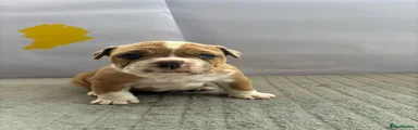 Olde English Bulldogge 6