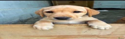 Labrador Retriever dogs for sale: Puppies  - Advert 11