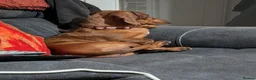 Miniature Dachshund dogs for sale: 9 months old  in Irvine - Advert 3