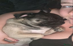 Pug dogs for sale: Female pug 3year old  - Image 2