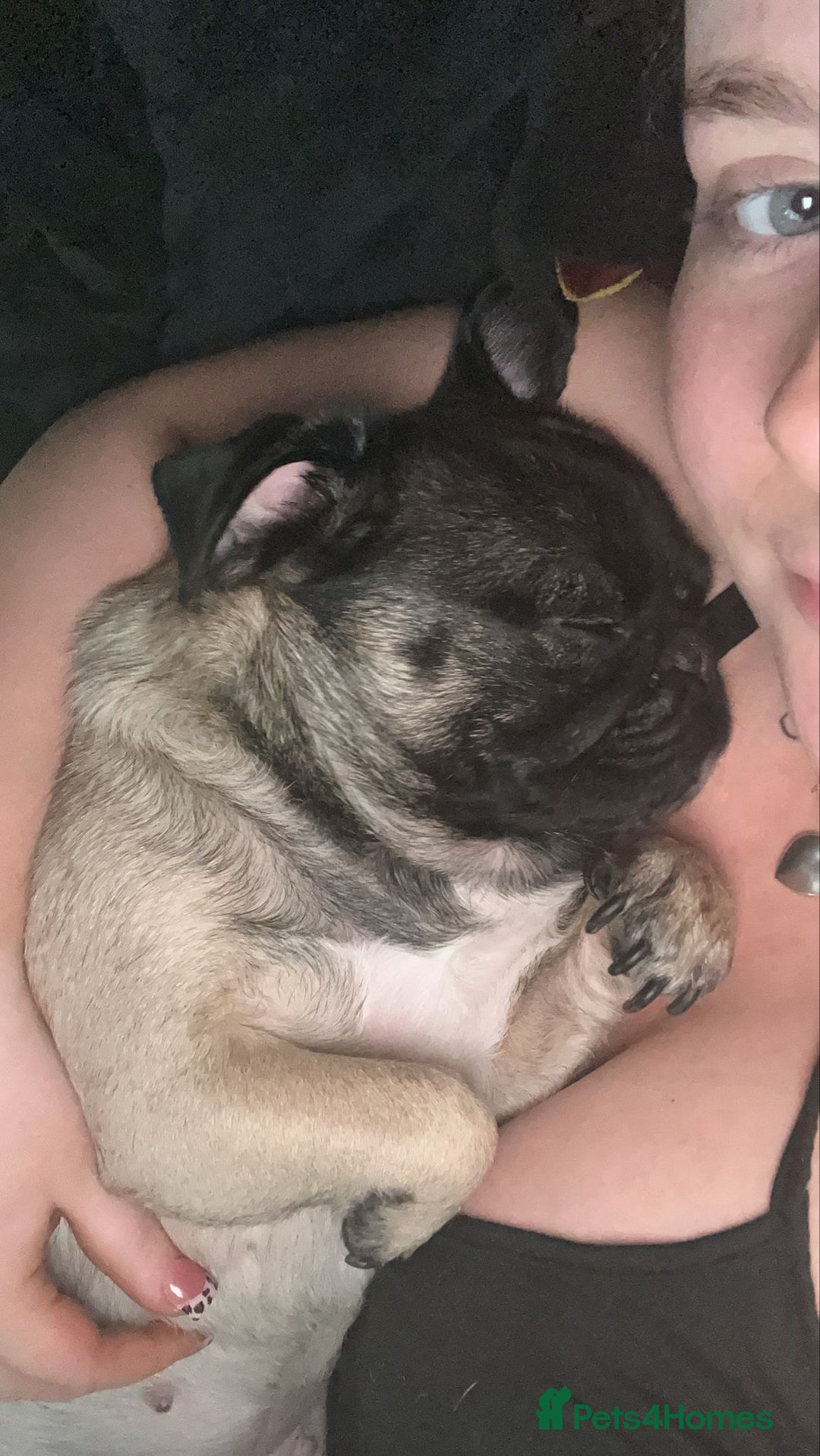 Pug dogs for sale: Female pug 3year old  - Image 2