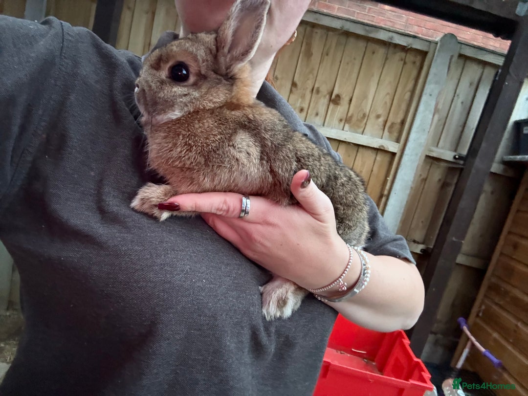 Netherland Dwarf rabbits for sale: Pure Netherland dwarfs  - Image 6