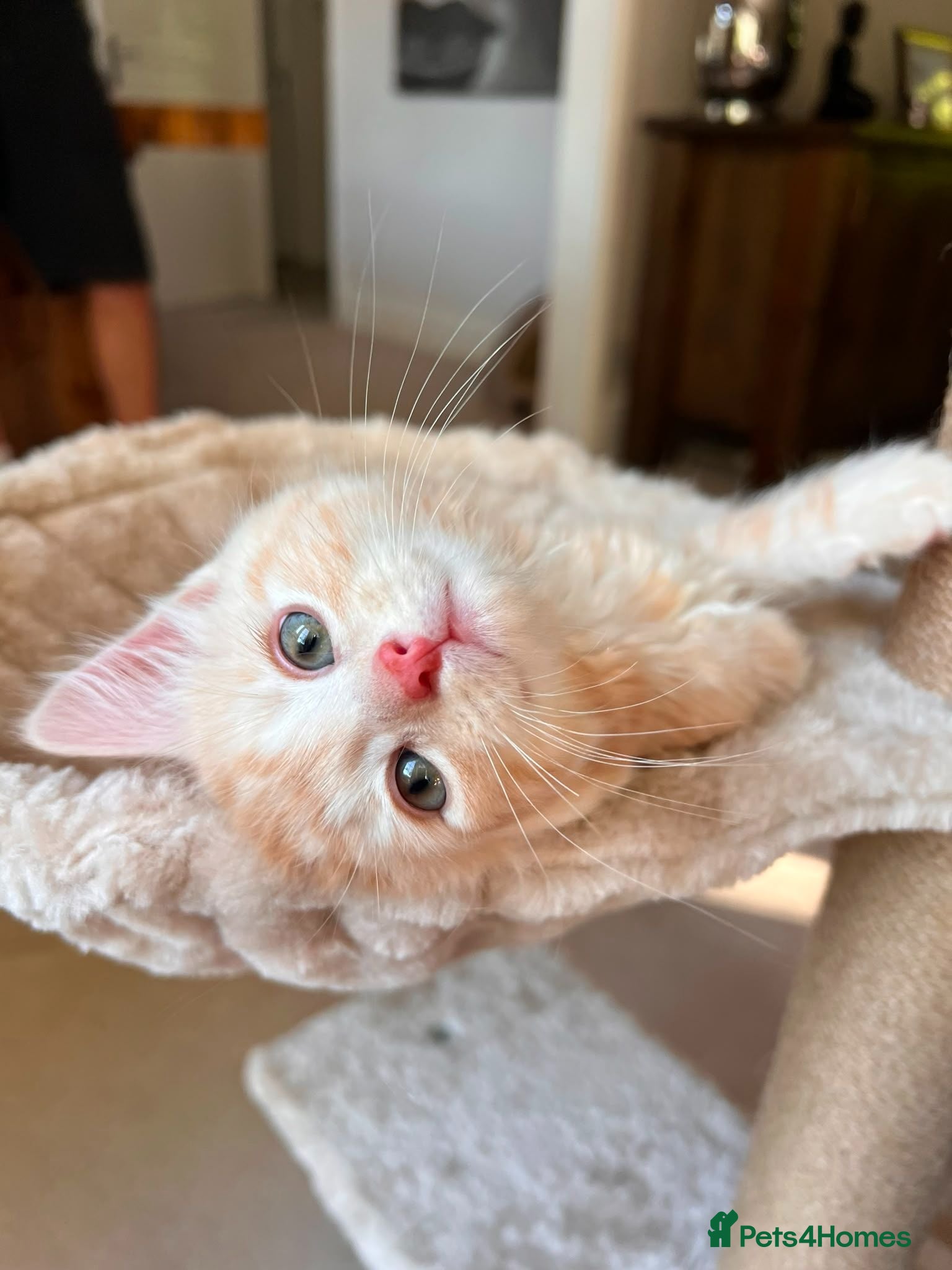 Mixed Breed cats Beautiful 8-Wk-Old Kittens Ready for Loving Homes - Advert 3