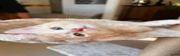 Mixed Breed cats for sale: Beautiful 8-Wk-Old Kittens Ready for Loving Homes - Advert 1