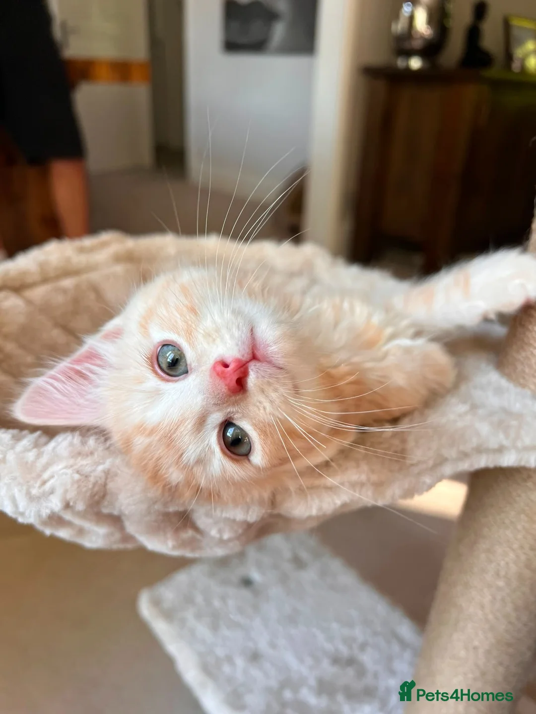 Mixed Breed cats for sale: Beautiful 8-Wk-Old Kittens Ready for Loving Homes - Advert 1
