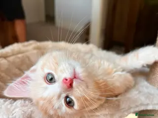 Mixed Breed cats Beautiful 8-Wk-Old Kittens Ready for Loving Homes - Advert 2