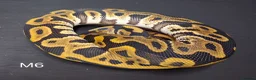Python Snake reptiles for sale: Royal Pythons Male and Females  - Advert 9