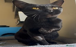 Bombay cats for sale: Affectionate beautiful GCCF reg Bombay femaie - Image 5