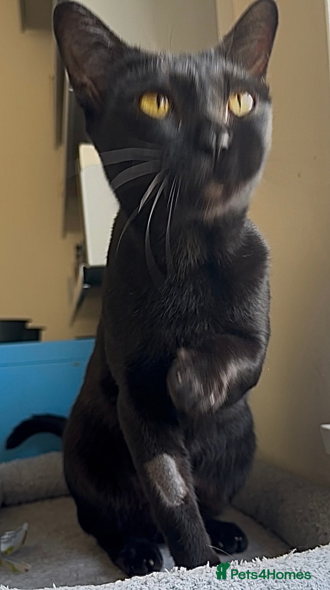 Bombay cats for sale: Affectionate beautiful GCCF reg Bombay femaie - Image 5