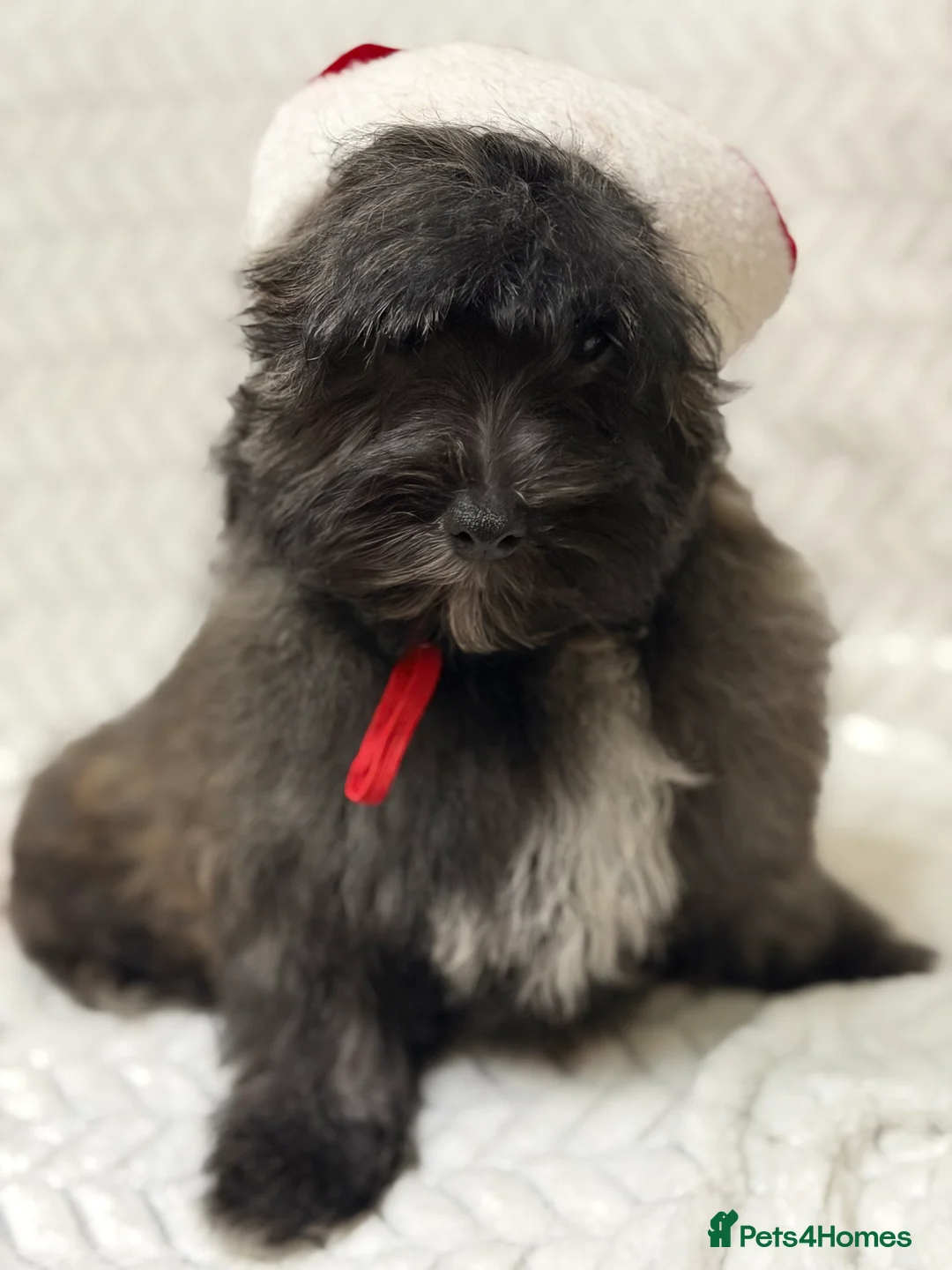 Mixed Breed dogs for sale: 🐾🐾 F1 Bb Maltipoo Puppies Boys and Girls 🐾🐾 - Advert 16