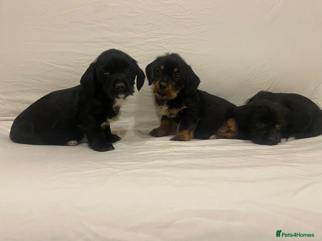 Mixed Breed dogs for sale: Beautiful dachshund/shih Tzu puppy’s  in Doncaster - Advert 5