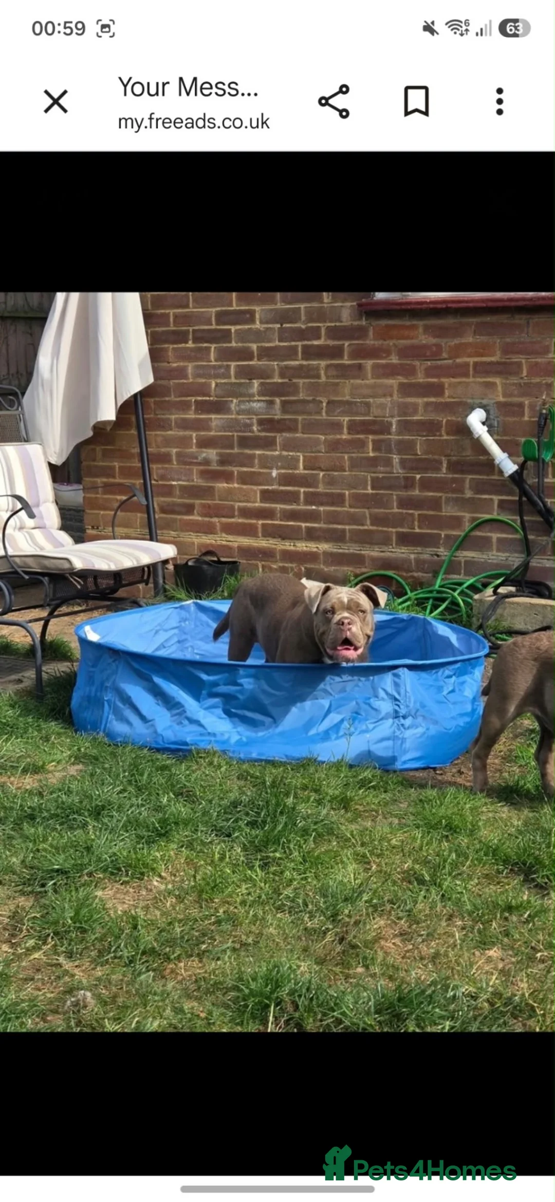 Dorset Olde Tyme Bulldogge dogs for sale: Make & bitch need rehoming  asap in Bexley - Advert 2