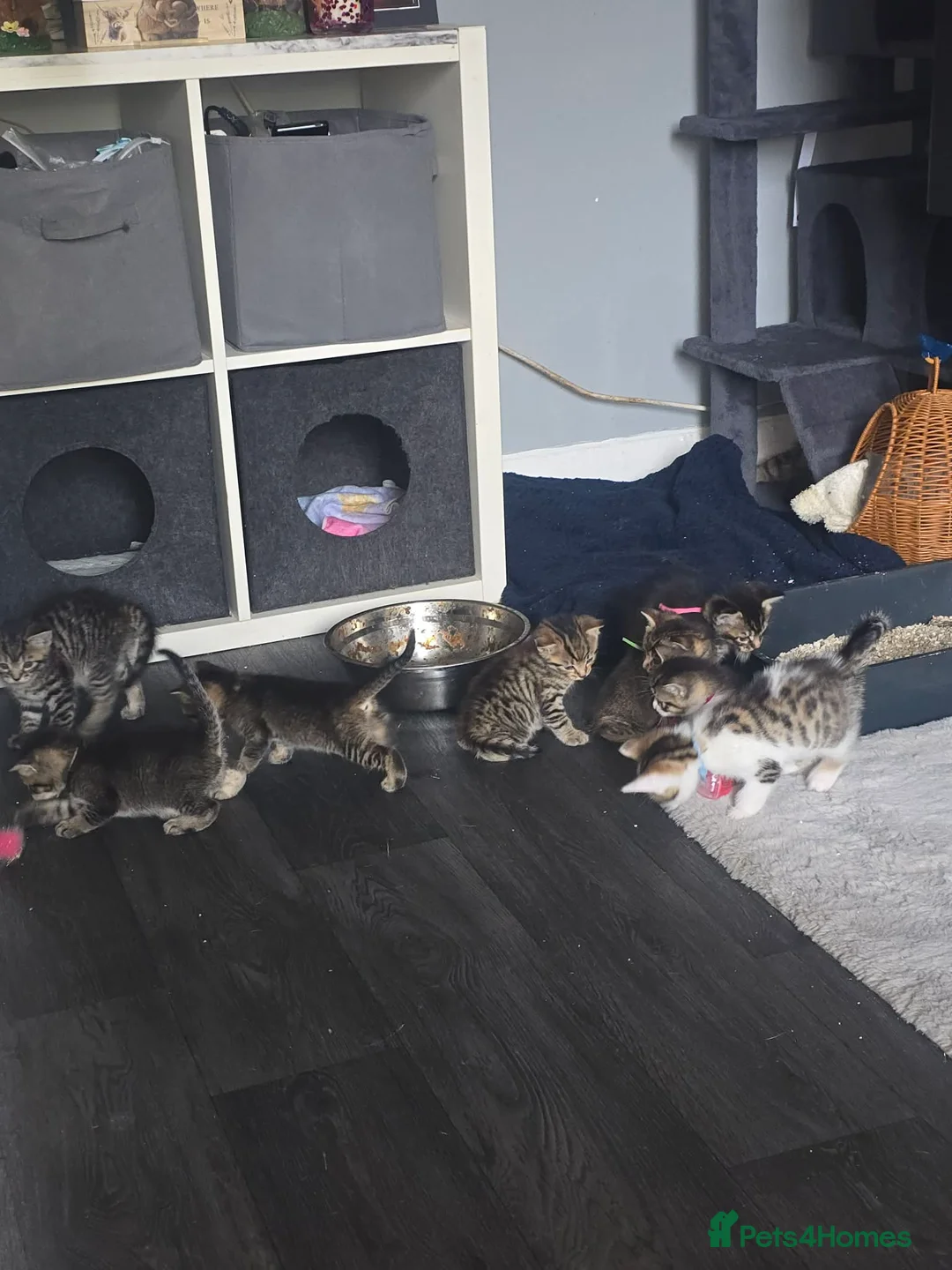 Mixed Breed cats for sale: Bengal × tabby kittens  in Rotherham - Advert 2