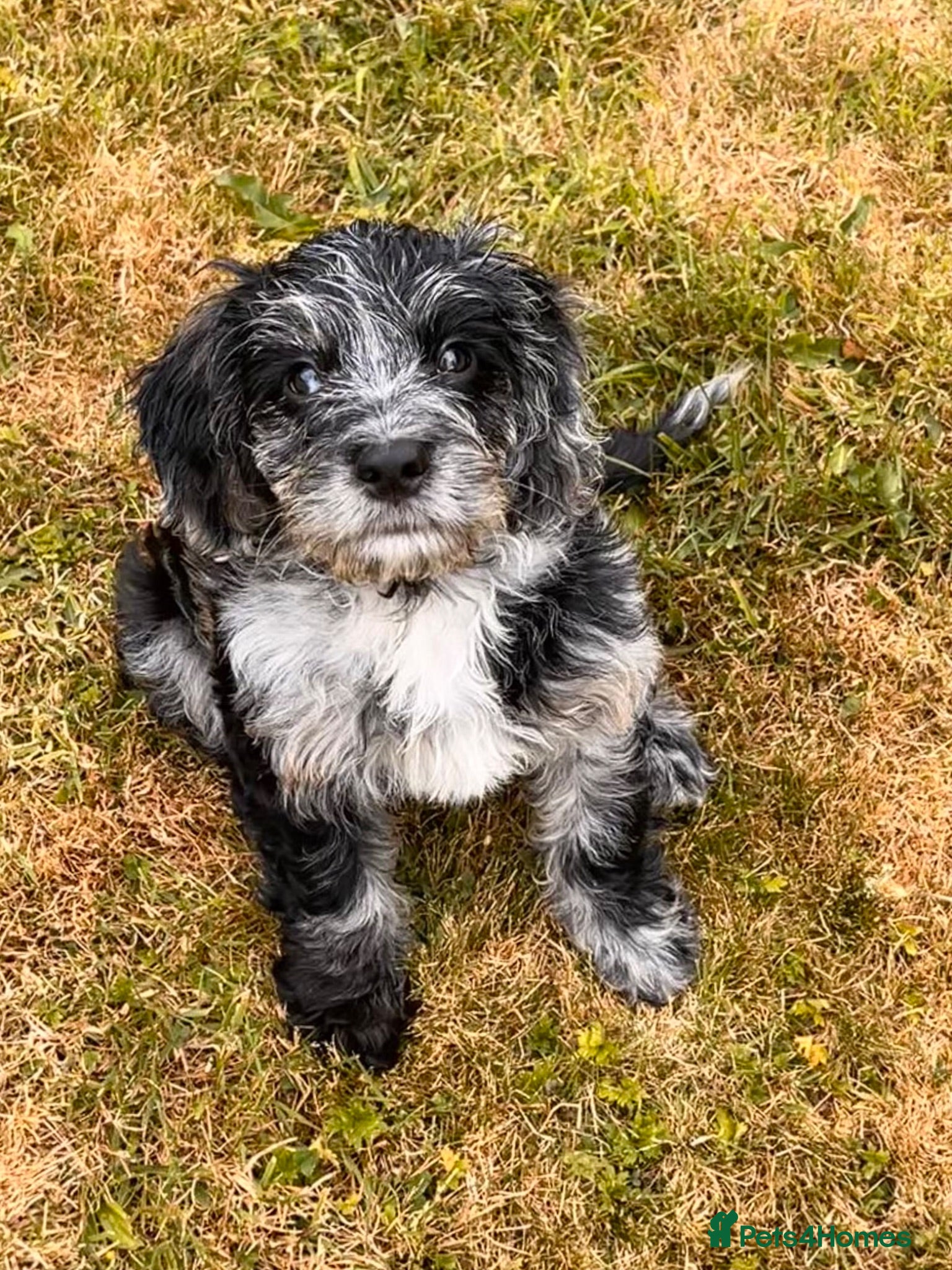 Cockapoo dogs Cockapoo F1 Merle - Advert 3