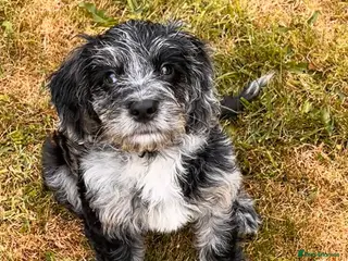 Cockapoo dogs Cockapoo F1 Merle - Advert 3