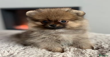 Pomeranian dogs - Advert 11