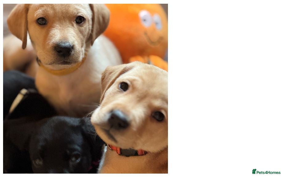 Labrador Retriever dogs KC registered yellow Labradors. Ready from 23 Dec - Advert 14