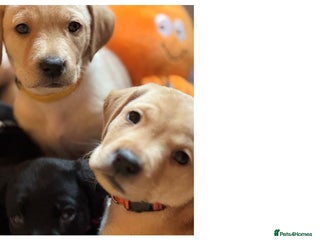 Labrador Retriever dogs KC registered yellow Labradors. Ready from 23 Dec - Advert 14