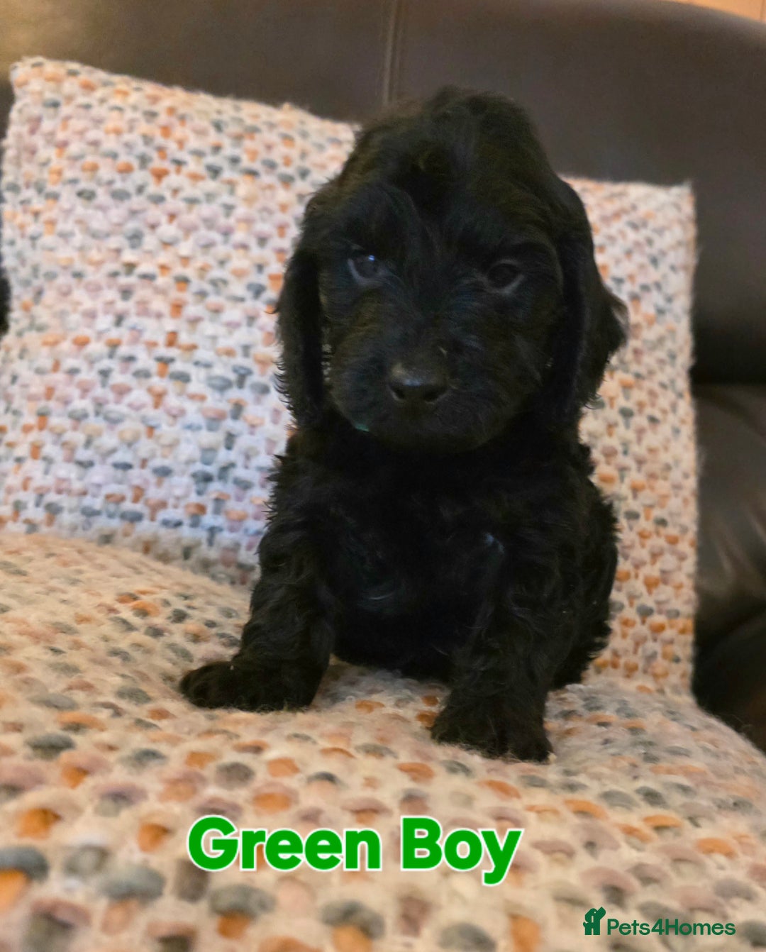 Cockapoo dogs for sale: Gorgeous Cockerpoo Puppies  - Image 14