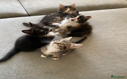 Mixed Breed cats for sale: Beautiful kittens tuxedo tabby & calico - Image 7