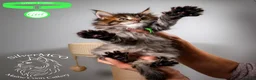 Maine Coon cats for sale: 💚Stunning XL TICA-registered Maine Coon Kittens  - Advert 17