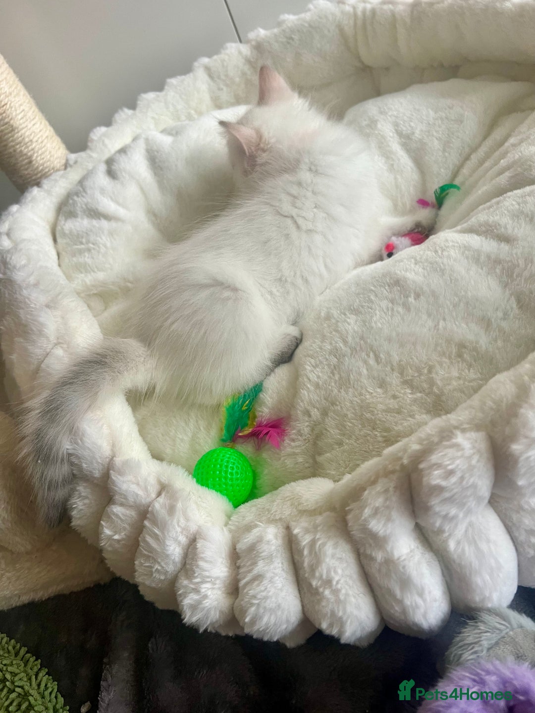 Siberian cats for sale: Hypoallergenic Female Siberian Blue eyes Neva - Advert 17