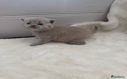 British Shorthair cats for sale: GCCF British shorthair lilac male kitten  - Image 7