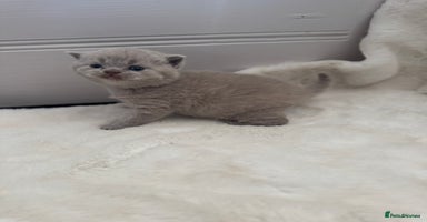 British Shorthair cats - Advert 14