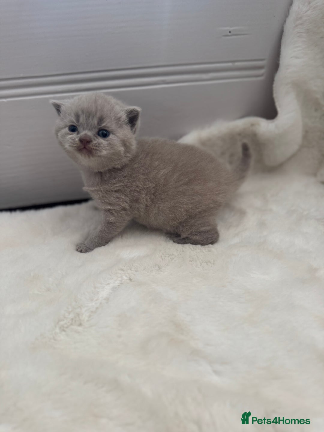 British Shorthair cats for sale: GCCF British shorthair lilac male kitten  - Image 7