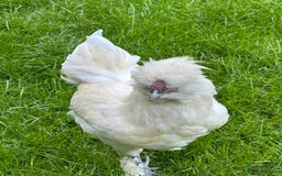 Chickens poultry for sale: Rooster needing a new home - Advert 5