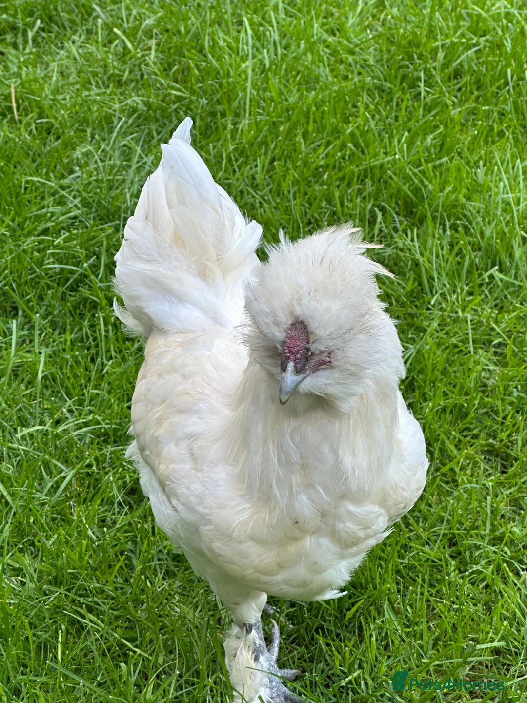 Chickens poultry for sale: Rooster needing a new home - Advert 5