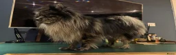 Pomeranian dogs for stud: High-Quality Blue Merle Pomeranian Stud| Abu Dhabi - Advert 3