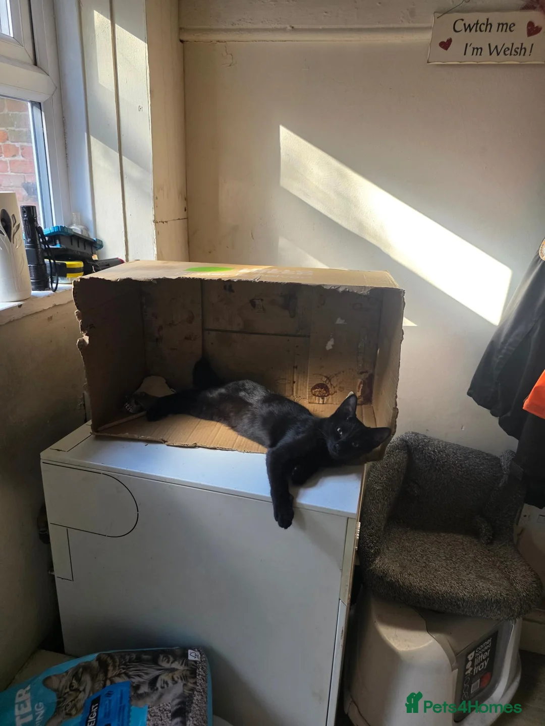 British Shorthair cats for sale: Black 5month old kitten - Advert 2