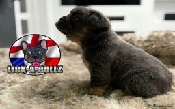 French Bulldog dogs for sale: Exclusive French bulldog puppies  - Image 6