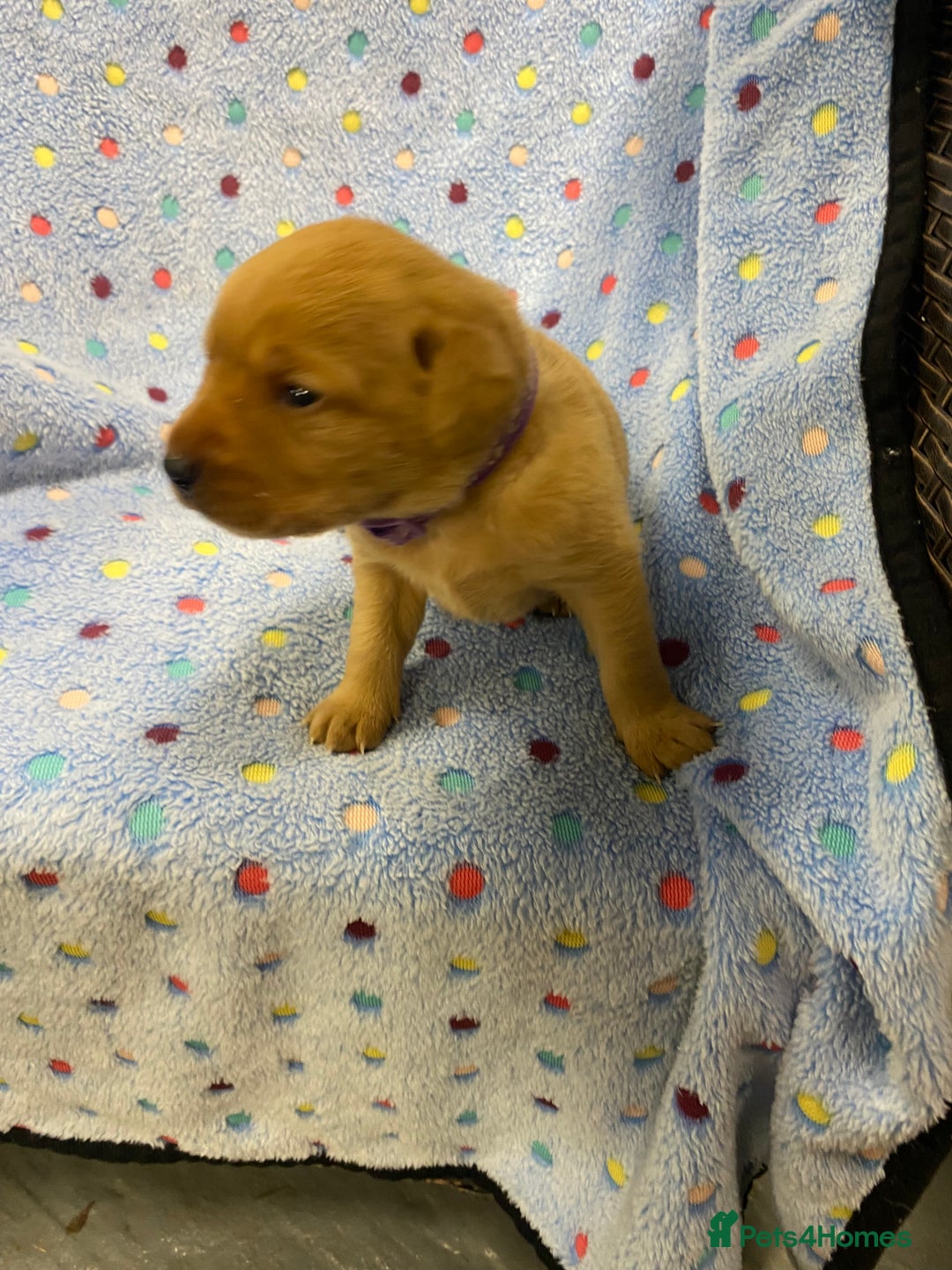 Labrador Retriever dogs for sale: Stunning Litter from working parents KC reg - Image 23