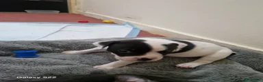 Staffordshire Bull Terrier 2