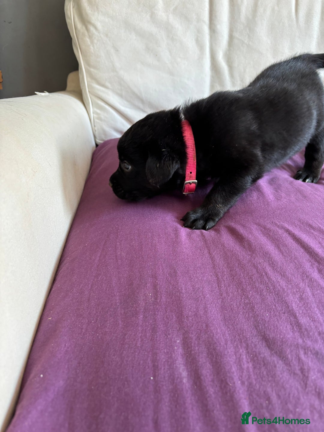 Mixed Breed dogs for sale: Rottie cross lab  - Image 3