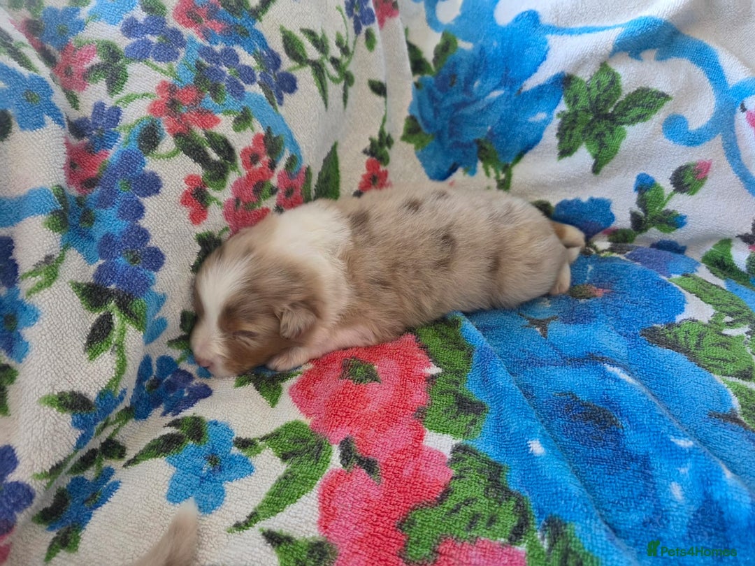 Australian Shepherd dogs for sale: Champion kc registerd pups - Image 20