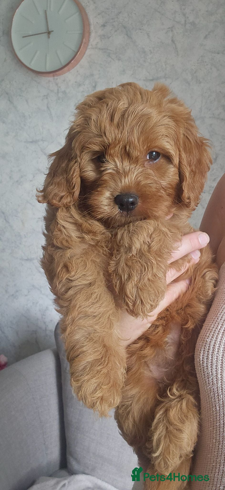 Mini Goldendoodle dogs Toy Goldendoodle Puppies (READY TO LEAVE)✨ - Advert 2