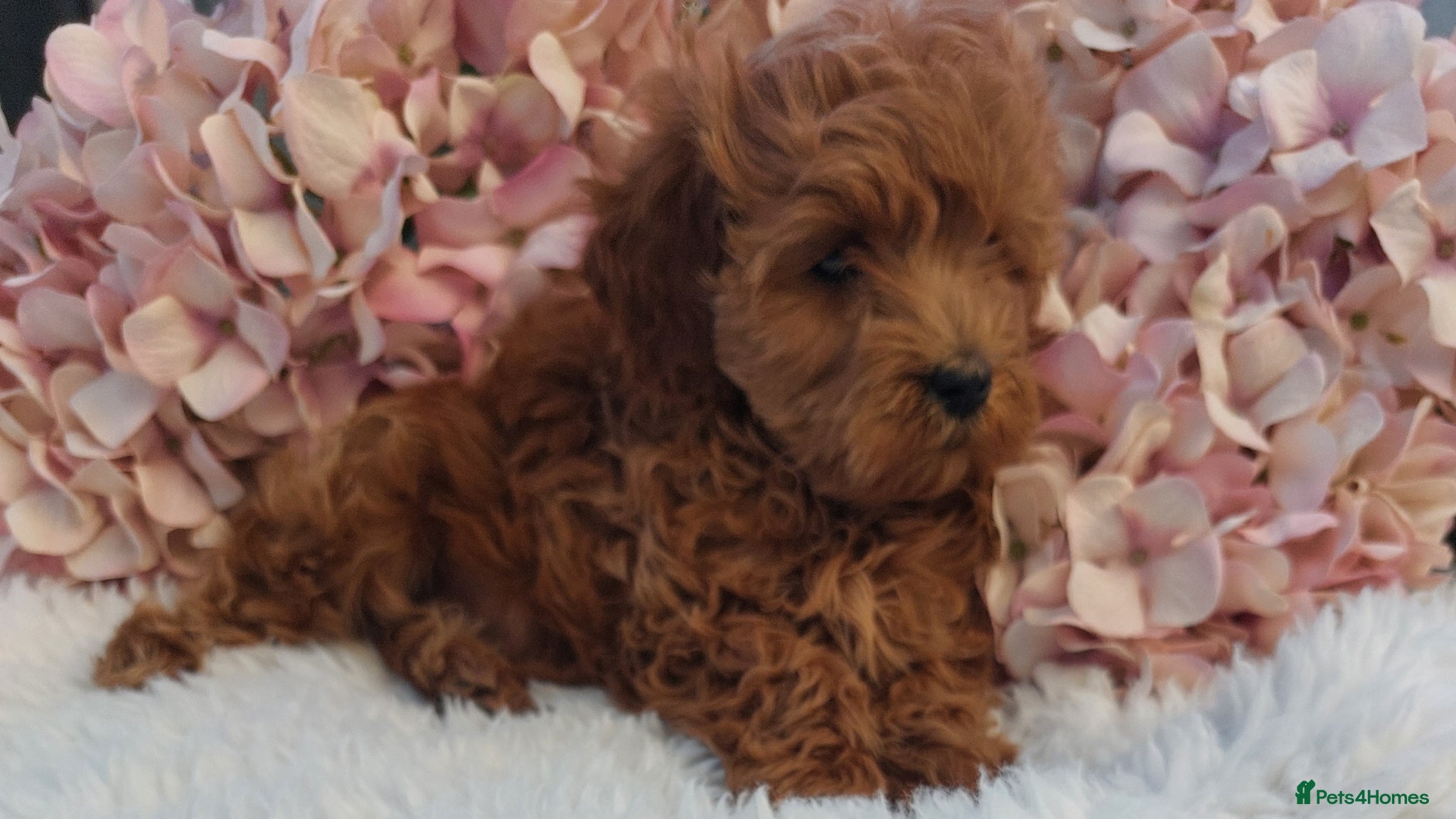 Cockapoo dogs Health Clear Cockerpoo Puppies PETITE - Advert 1