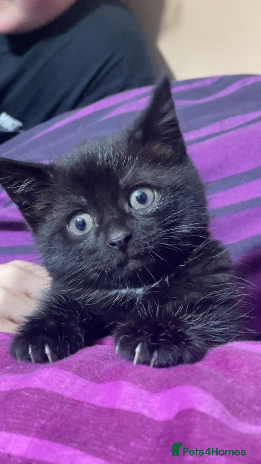 Domestic Shorthair cats KITTENS  - Advert 7