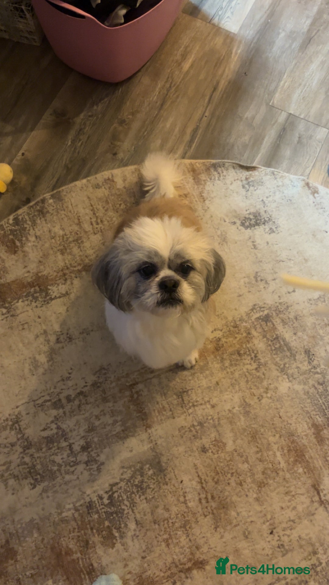 Mixed Breed dogs for stud: Mixed breed shih tzu/lassa- (Free)   - Advert 2